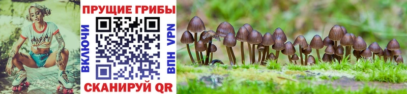 Купить  Пошехонье  Псилоцибиновые грибы MAGIC MUSHROOMS 